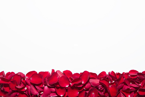Beautiful red roses petals  on white background. Valentine's Day - Фото, изображение
