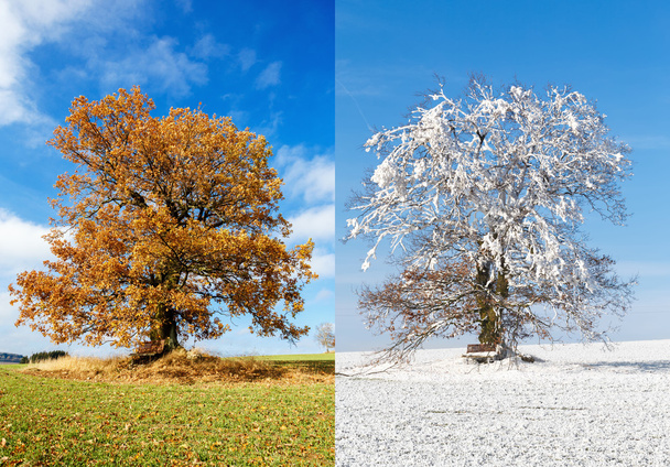 Yalnız ağaç iki sezon - Fotoğraf, Görsel