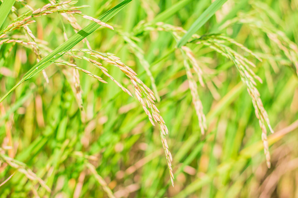 Золотой рис на полях
  - Фото, изображение