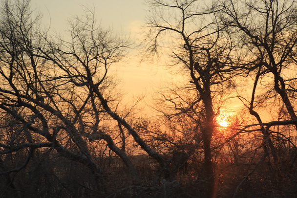 Kışın ağaçların dalları akış güneş ışınları. - Fotoğraf, Görsel