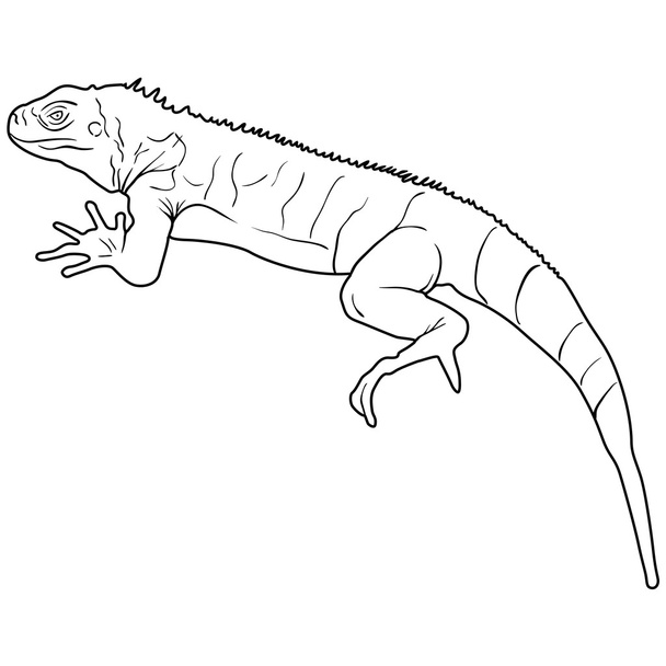 Lizard is goanna silhouette on a white background. Vector illustration - Vector, Image
