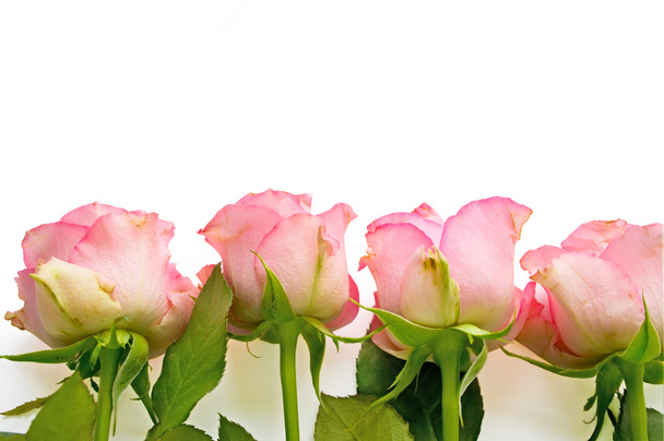 Template for card with roses - Photo, image