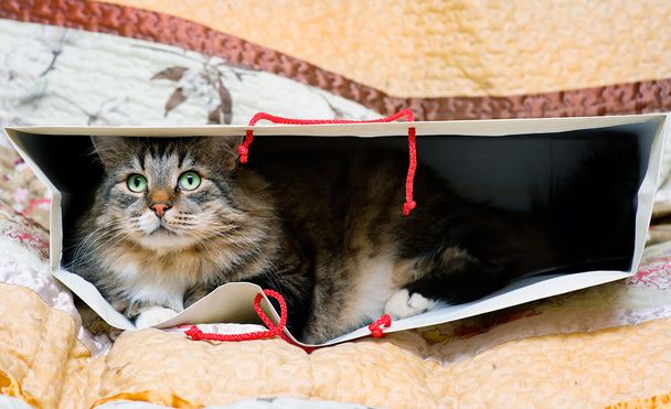 Γάτα στην τσάντα - Φωτογραφία, εικόνα