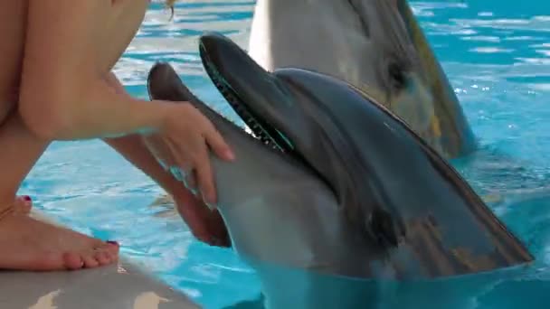 Young Girl Petting Dolphin - Footage, Video