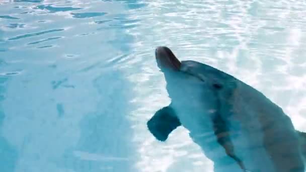 Смешной дельфин выходит из воды
 - Кадры, видео