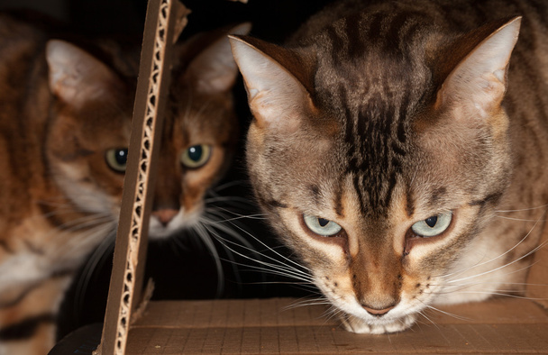 Gato de Bengala mirando a través de la caja de cartón
 - Foto, imagen