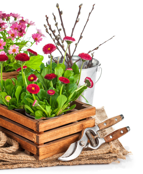 Spring flowers in wooden bucket with garden tools - Fotoğraf, Görsel