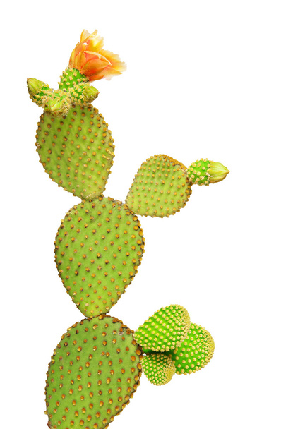 kaktus opuncja na białym tle - Zdjęcie, obraz