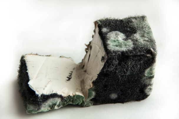 mold on cheese. spoiled junk food. dairy product.  - Photo, Image