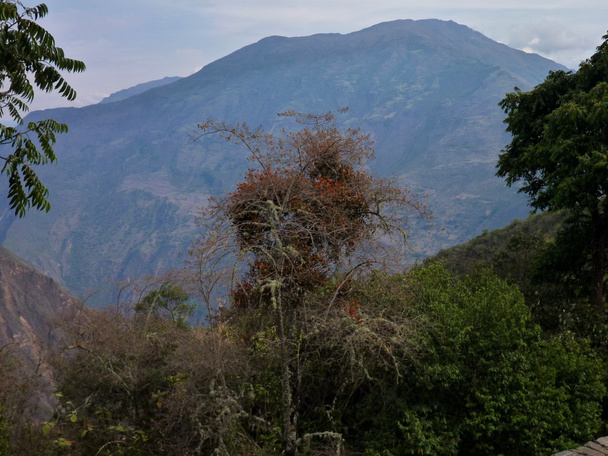 vuoristoviidakko Choquequiraossa Perussa
 - Valokuva, kuva