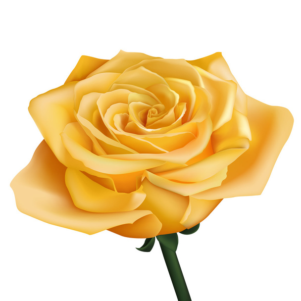 Realistic yellow rose - Vektor, kép