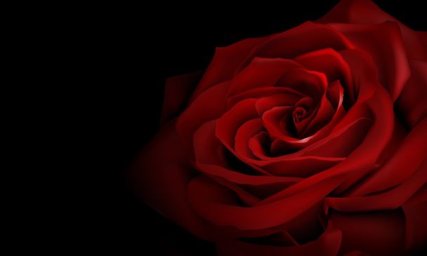 Realistic red rose - Vektor, kép