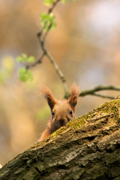 Rotes Eichhörnchen im Wald - Foto, Bild