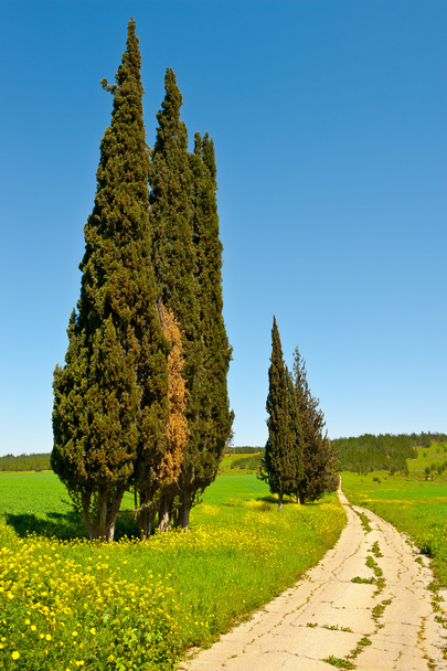 fák ciprusok - Fotó, kép