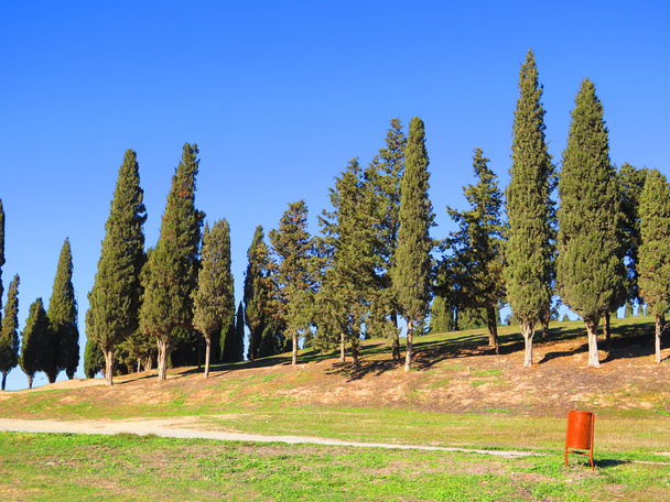 Uzun çam ağaçları - Fotoğraf, Görsel
