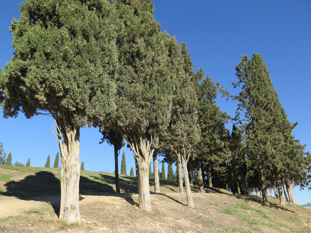 Tall Pine trees - Foto, immagini