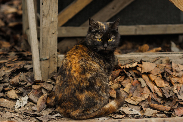 Sokakta oturan kaplumbağa kabuğu Torty kabarık kedi - Fotoğraf, Görsel