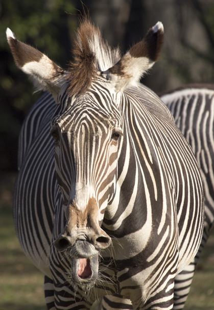 Zebra (Equus quagga) - Foto, immagini