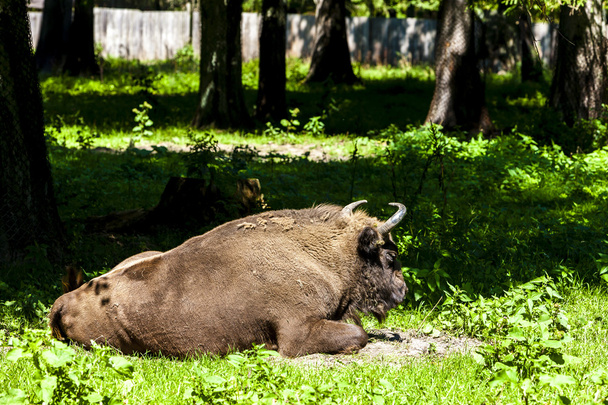 bison, Bialowieski national park, Podlaskie Voivodeship - Photo, Image