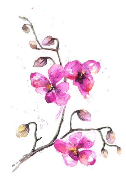 Acuarela flores de orquídea dibujadas a mano
 - Vector, Imagen