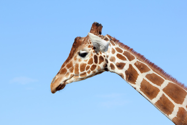 Giraffe, jirafa, camelopardalis - Valokuva, kuva