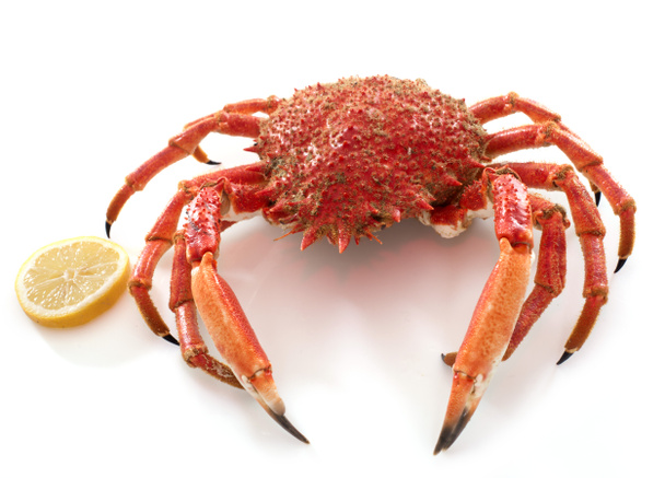red spider crabs - Photo, Image