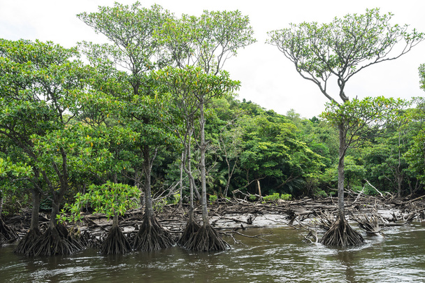 西表島の仲間川のマングローブ林 - 写真・画像