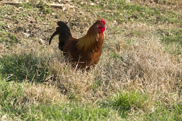 rooster and hen in the farm - Photo, Image