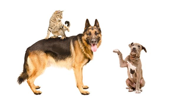 Német juhászkutya, macska és pitbull kölyök együtt - Fotó, kép