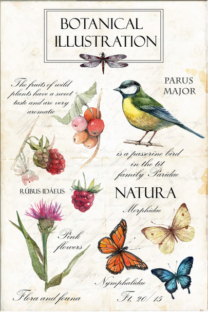 Illustration botanique dans un style vintage
. - Vecteur, image