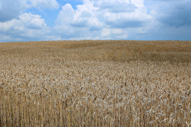 paisagem do campo de trigo
 - Foto, Imagem