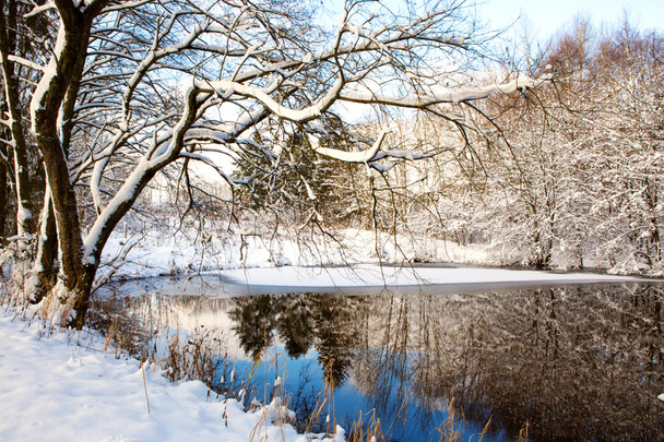 Árbol de invierno contra un cielo azul con reflejo en el agua
. - Foto, Imagen