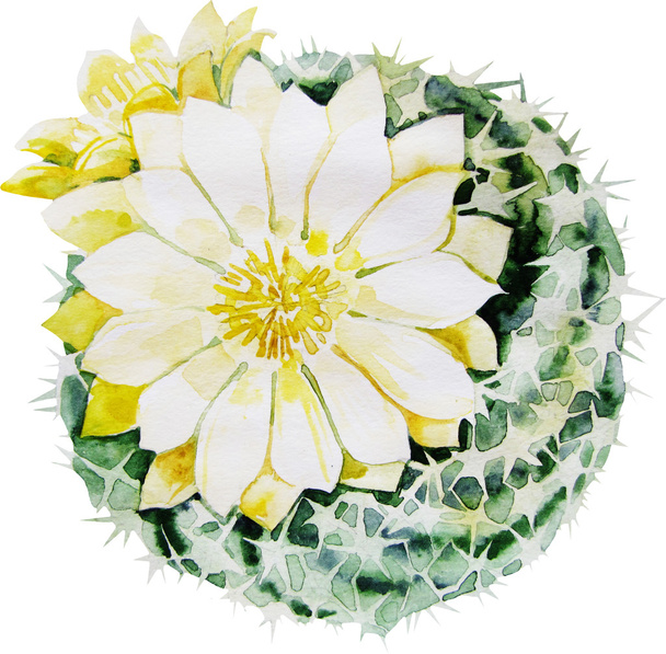 Акварель цвітіння кактусів
 - Фото, зображення
