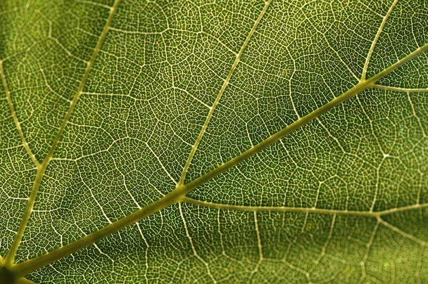 ブドウの葉のテクスチャー - 写真・画像