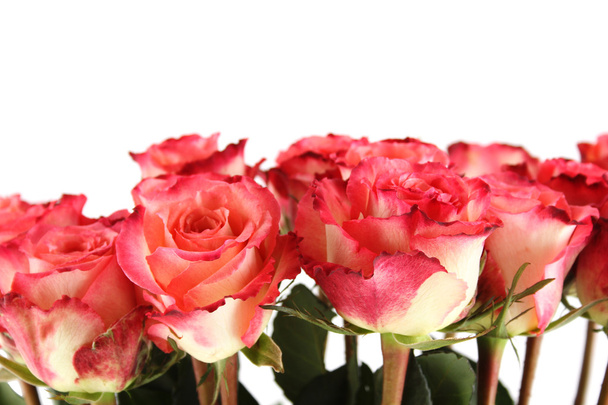 Pink roses - Foto, immagini