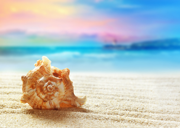 muszla morska na piaszczystej plaży - Zdjęcie, obraz