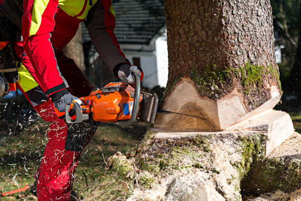 ξυλοκόπος κοπή δέντρο στο δάσος - Φωτογραφία, εικόνα