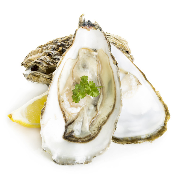 Oyster Закри ізольовані
 - Фото, зображення