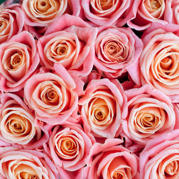 růžové růže - Fotografie, Obrázek