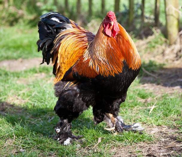 Golden cockerel close up on a farm - Photo, Image
