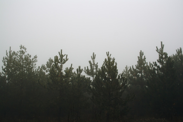 Pine trees forest at cloudy in fog misty haze - Fotó, kép