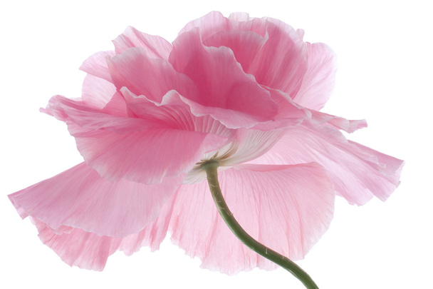 Poppy flower - Fotó, kép