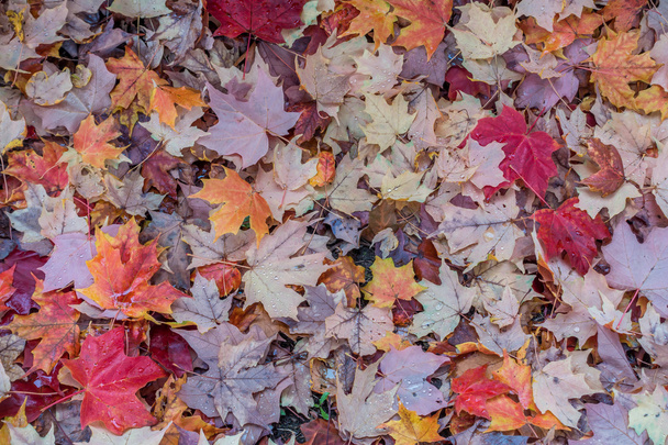 Autumn Leaves Closeup 4 - Photo, Image