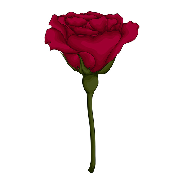 красивая красная роза изолированы на белом фоне. - Вектор,изображение