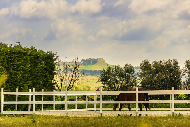 春の農村風景: 馬、グラヴィーナ イン プーリア ファーム。イタリア (プーリア)。柵の中に馬と丘陵の風景. - 写真・画像