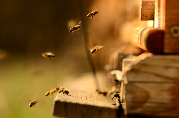 A abelha está à frente de um stock.
 - Foto, Imagem