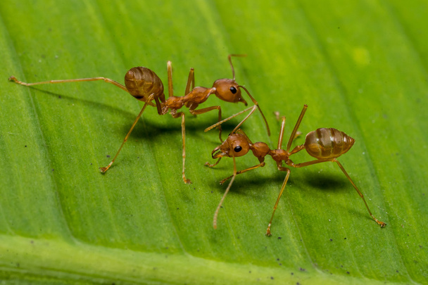feu fourmis réunion sur feuille de banane
 - Photo, image