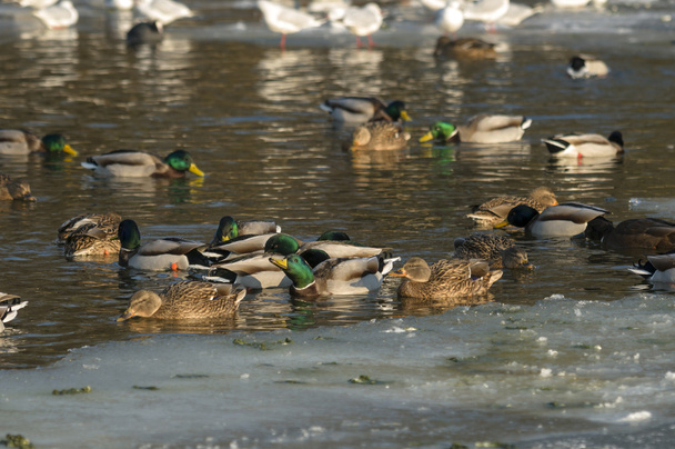 Patos em um lago - Foto, Imagem