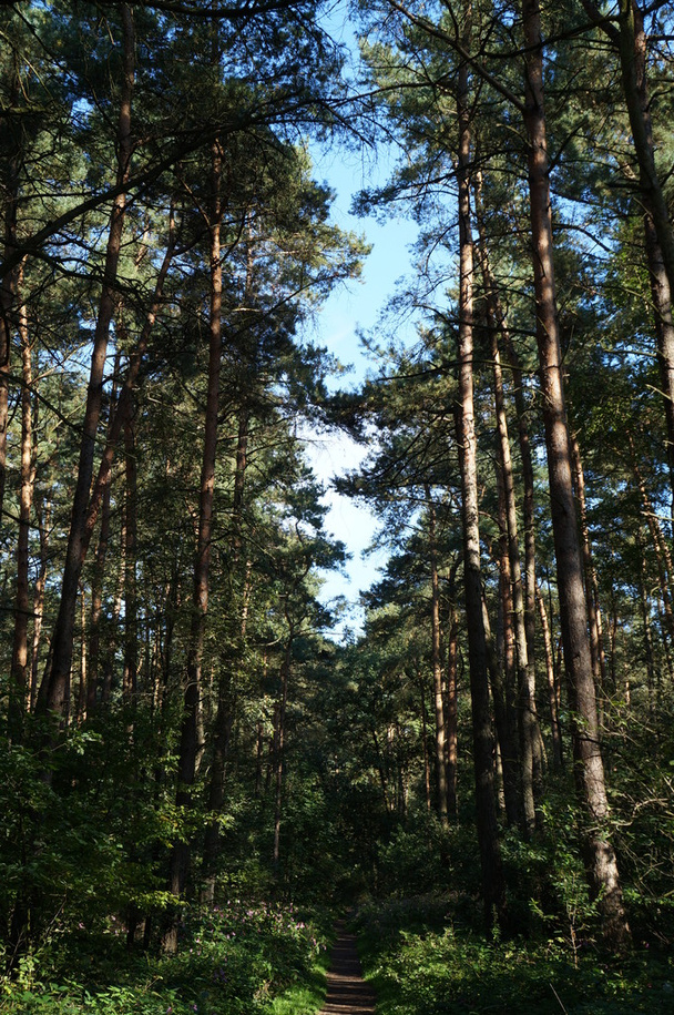 Orman ve bitkiler - Fotoğraf, Görsel