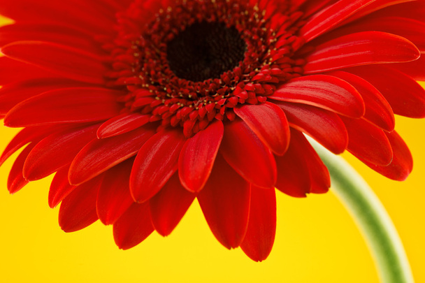 İzole kırmızı gerbera çiçek. Sevgililer günü kavramı. - Fotoğraf, Görsel